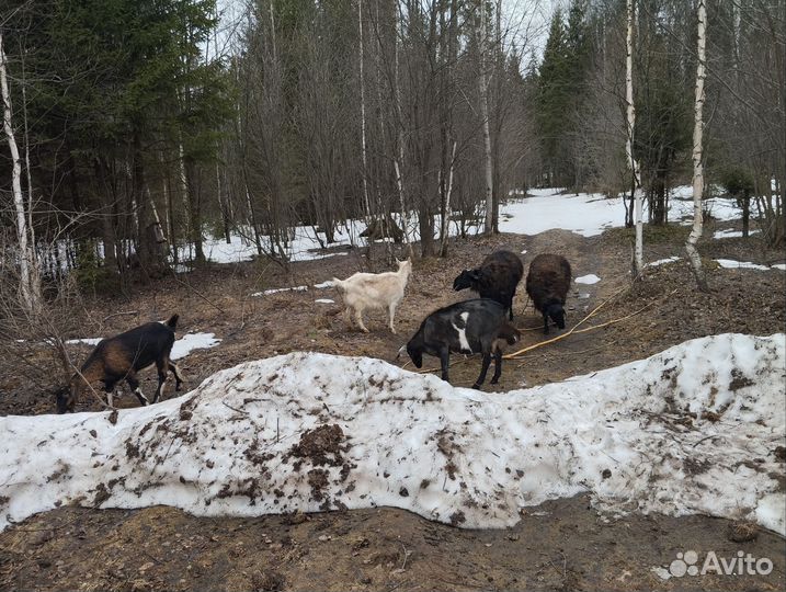 Дойные козы, Нубийские, козлята, овца баран курдюк