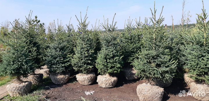 Саженцы ели канадской