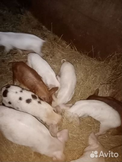 Поросята Ландрас Дюрок