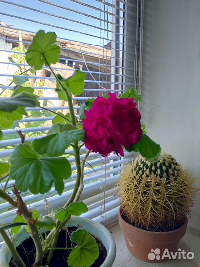 Пеларгония