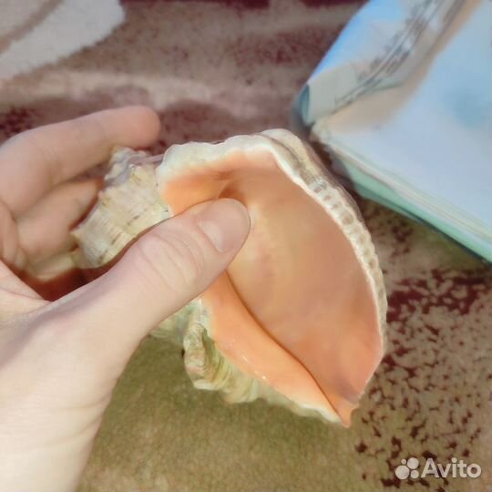 Ракушка большая