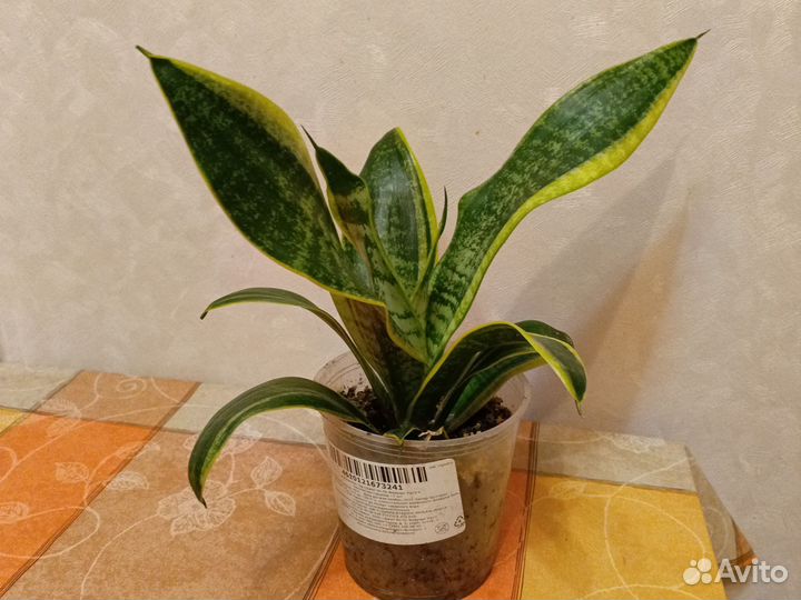 Сансевиерия сортовая