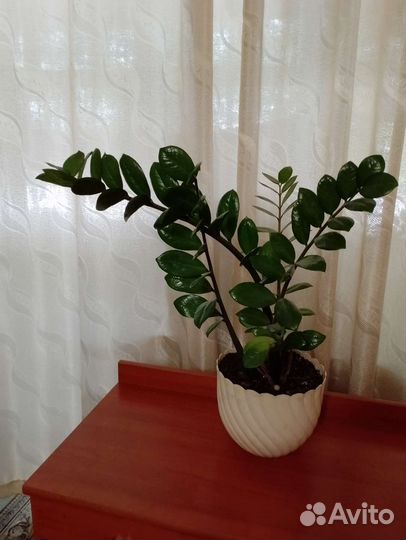 Замиокулькас