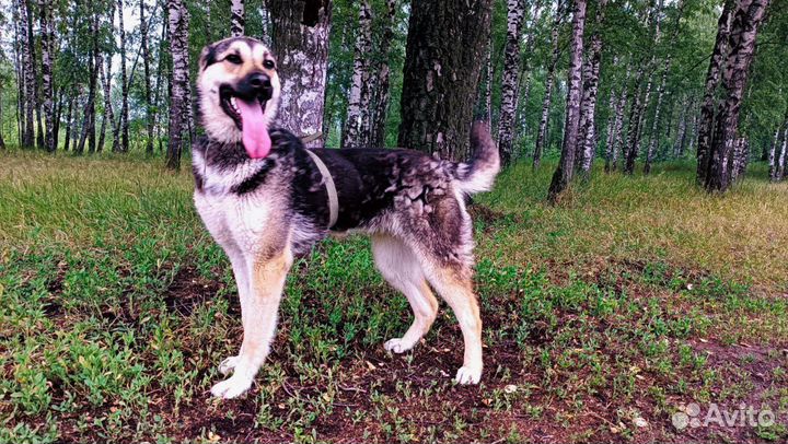 Собака из приюта ищет дом