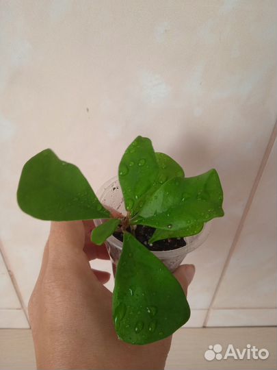 Фикусы