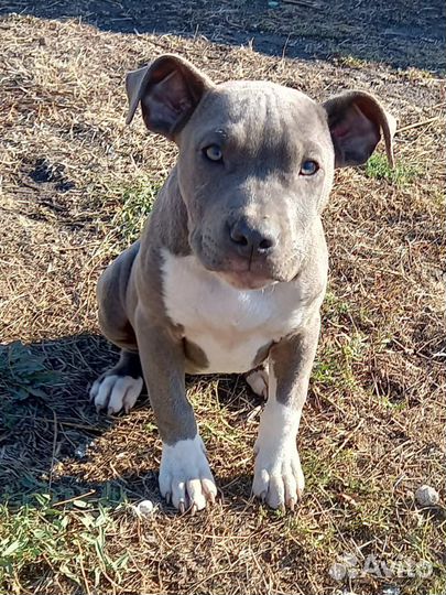 Девочка стаффа