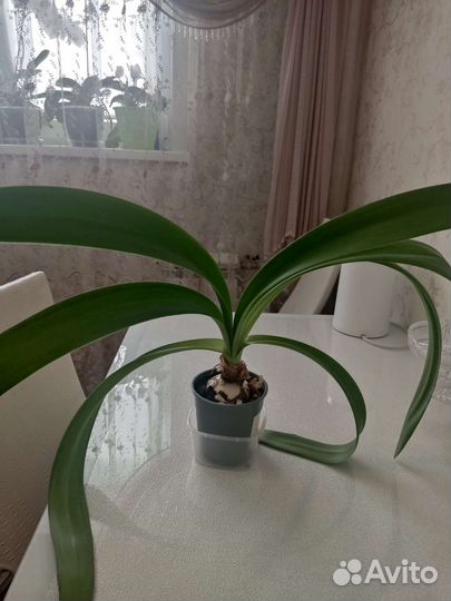 Гиппеаструм белый