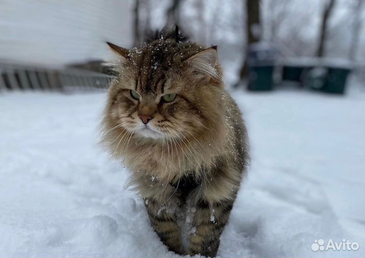 Сибирский котенок девочка