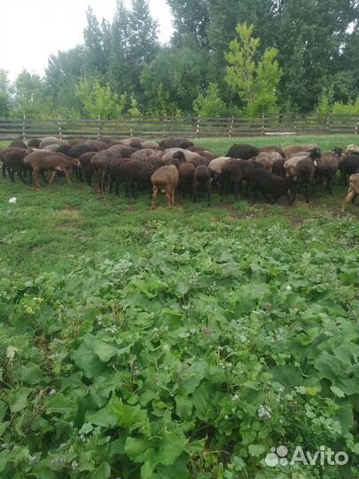 Курдючные бараны овцы