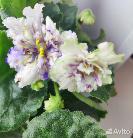 Сортовые фиалки