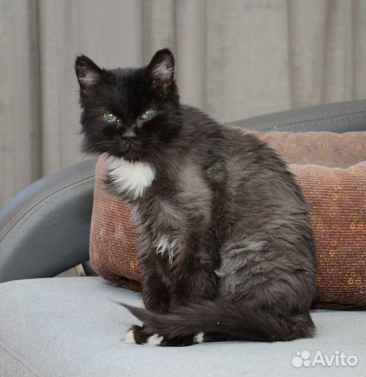 Серьезная кошечка Маша можно в ч/дом