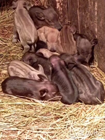 Хряк на случку