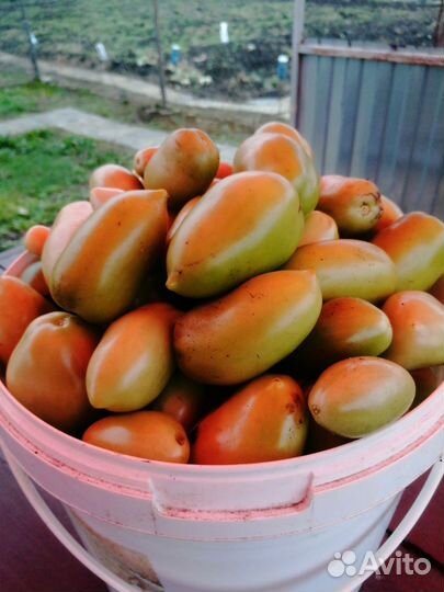 Томаты свежие, зеленые