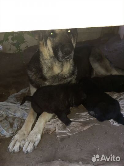 Продам щенков восточноевропейской овчарки