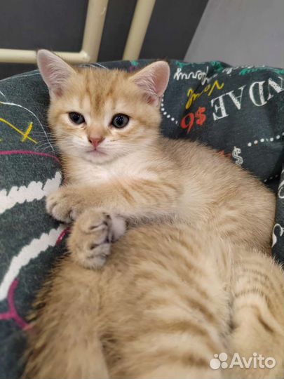 Британские котята