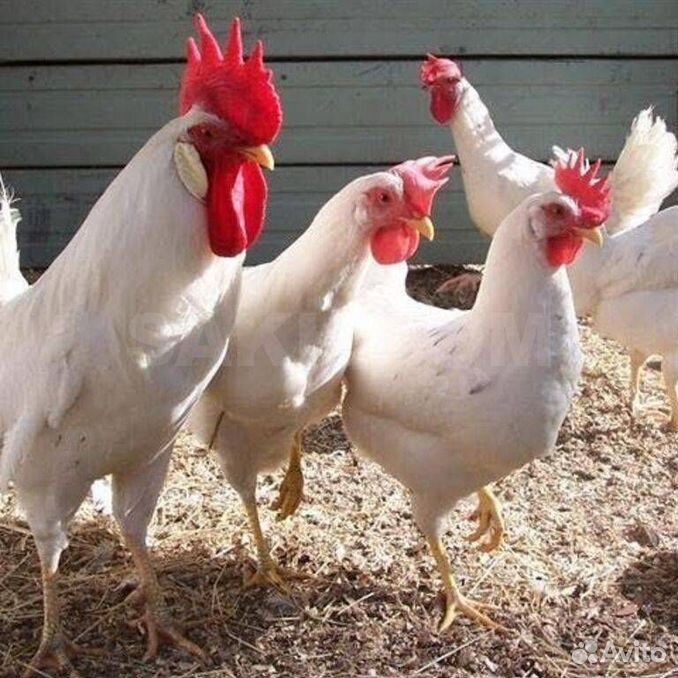 леггорн браун. несушка хайсекс уайт. ломан уайт куры. хайсекс вайт. куры хайсекс уайт.