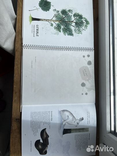 Книга мой гербарий листья деревьев