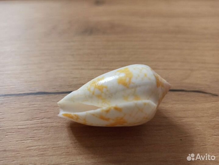 Морская раковина