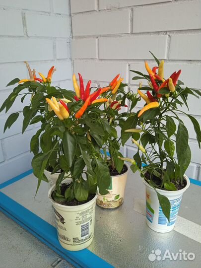 Комнатные многолетние перчики