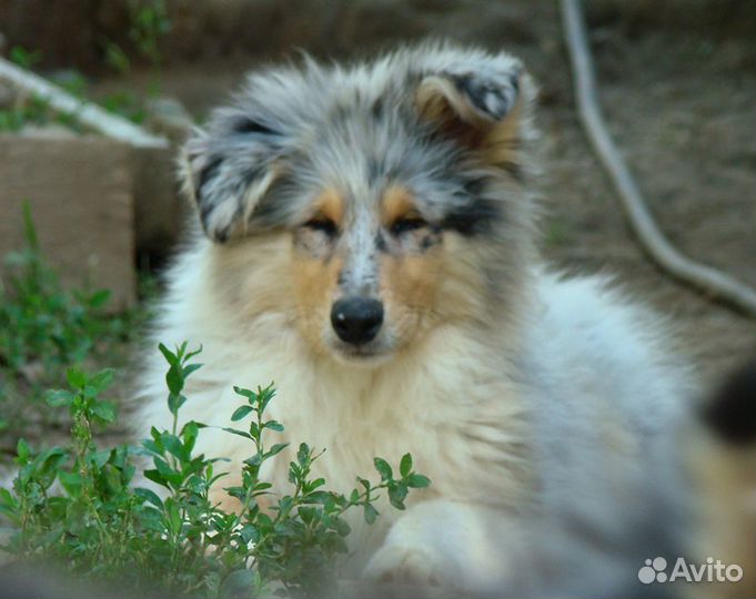 Щенки колли длинношерстной