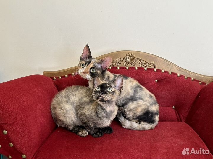 Девон-рекс шикарные Девы