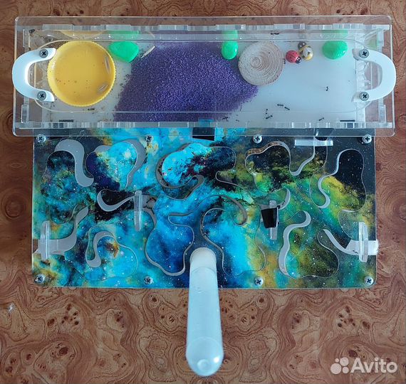 Формикарий с муравьями (муравьиная ферма)