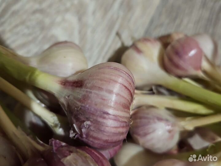 Озимый чеснок