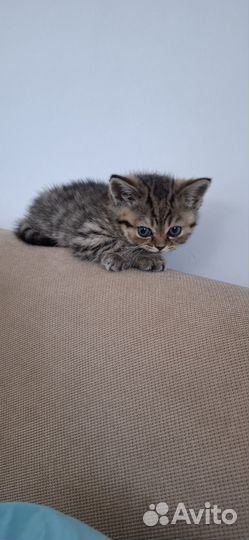 Шотландский котёнок девочка