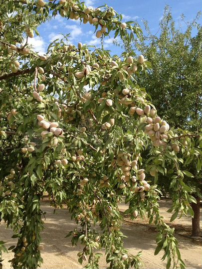 Участок 12 га (СНТ, ДНП)