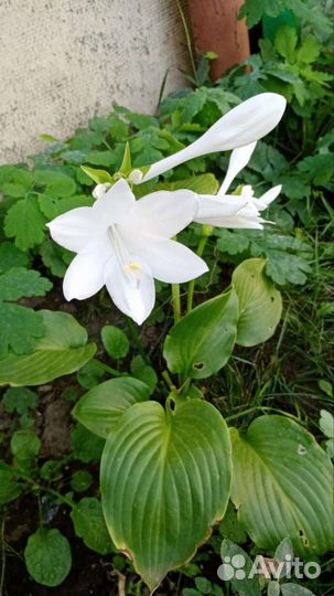 Хоста и каприфоль