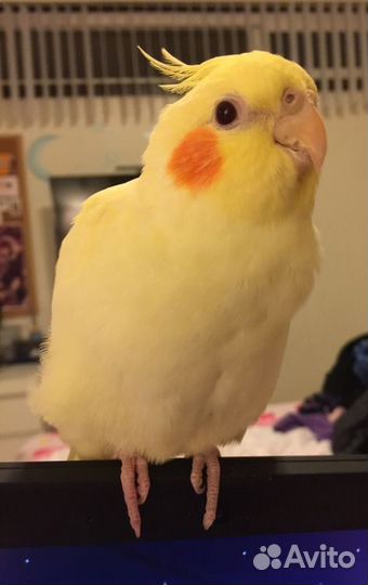 Попугай корелла