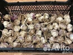 Чеснок семенной