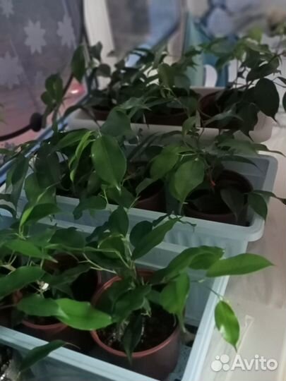 Фикус бенджамина лючида