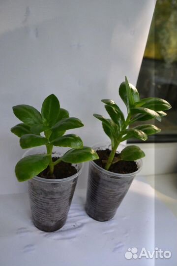 Каланхоэ цветущий