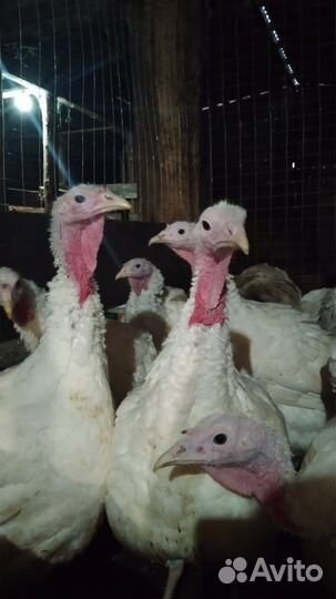 Мясо индюка