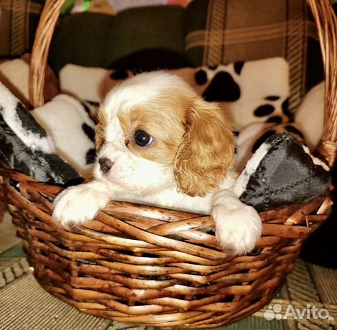 Кавалер кинг чарльз спаниель