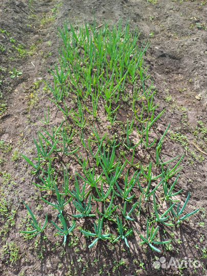Лук на зелень рассада; лук зелёный перо
