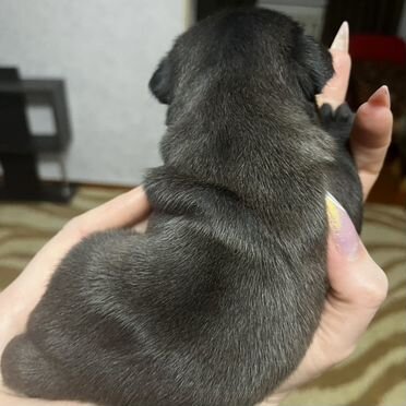 Мопс, щенок