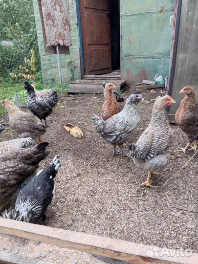 Петушоки Белифельдер