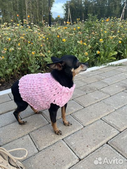 Шапочки для собак