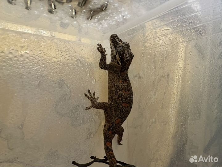 Ушастый бананоед