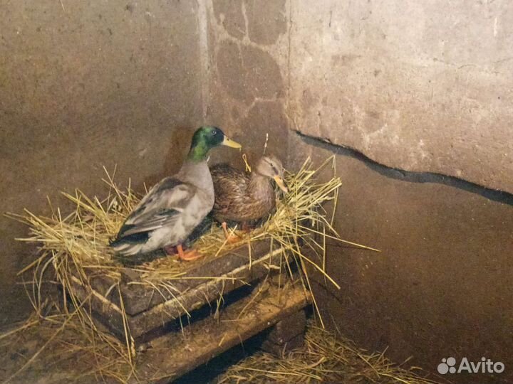 Подсадные утки