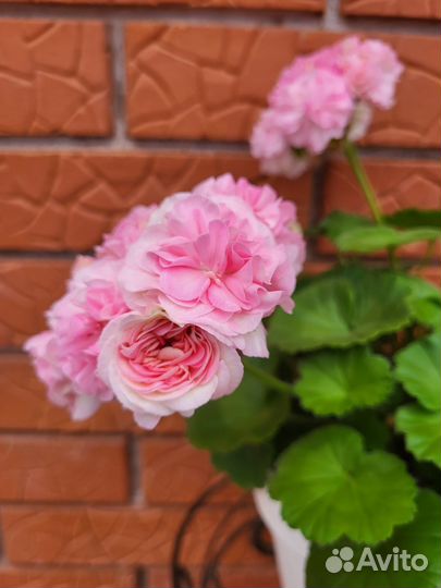 Пеларгония герань сортовая