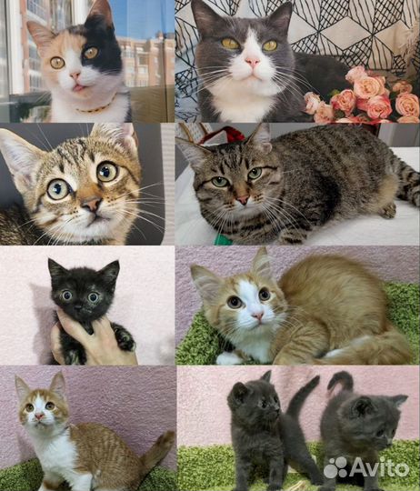 Вакцинированные и стерилизованные кошки из приюта