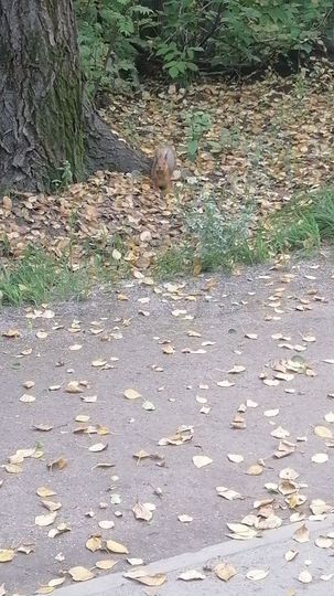 Участок 12,42 га (ИЖС)
