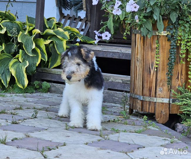 Фокстерьер жесткошерстный