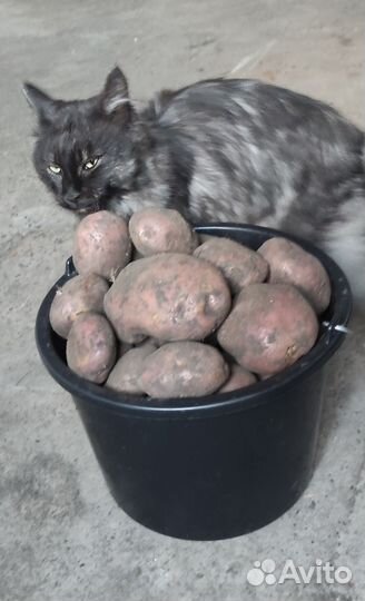 Картофель семенной