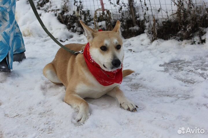 Песик Лис-красивый, рыженький умничка ищет дом