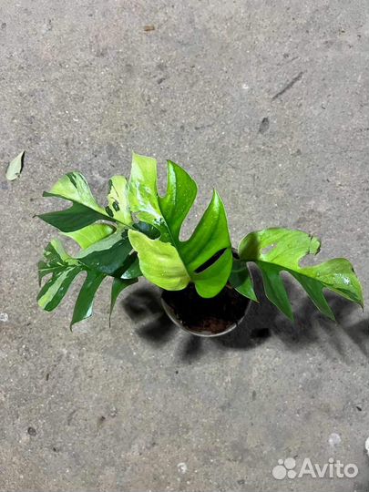 Рафидофора тетрасперма variegated