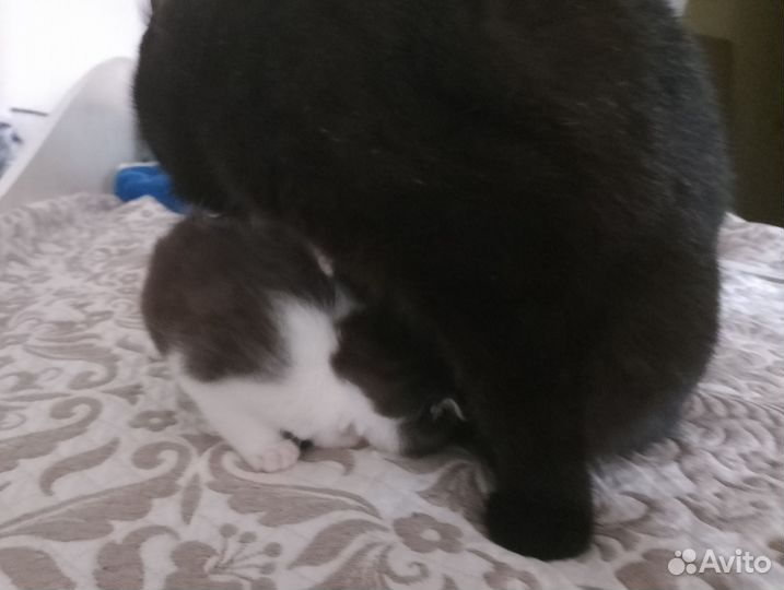 Домашние животные бесплатно